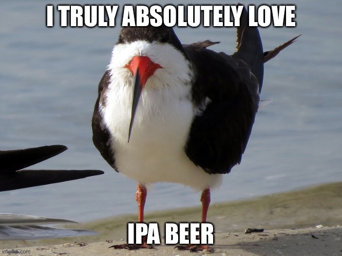 Even Less Popular Opinion Bird | I TRULY ABSOLUTELY LOVE; IPA BEER | image tagged in even less popular opinion bird | made w/ Imgflip meme maker