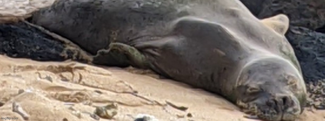 I found a sleeping seal | image tagged in seal | made w/ Imgflip meme maker