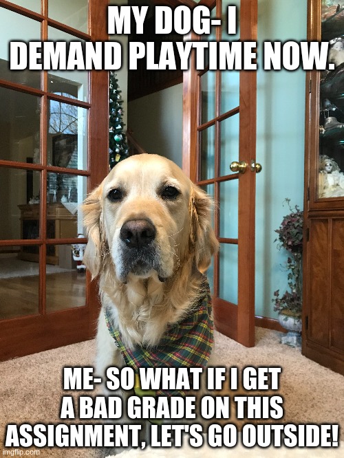 MY DOG- I DEMAND PLAYTIME NOW. ME- SO WHAT IF I GET A BAD GRADE ON THIS ASSIGNMENT, LET'S GO OUTSIDE! | image tagged in relatable | made w/ Imgflip meme maker