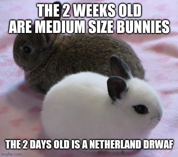 THE 2 WEEKS OLD ARE MEDIUM SIZE BUNNIES THE 2 DAYS OLD IS A NETHERLAND DRWAF | made w/ Imgflip meme maker
