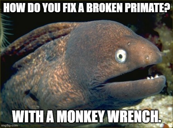 Bad Joke Eel Meme | HOW DO YOU FIX A BROKEN PRIMATE? WITH A MONKEY WRENCH. | image tagged in memes,bad joke eel | made w/ Imgflip meme maker