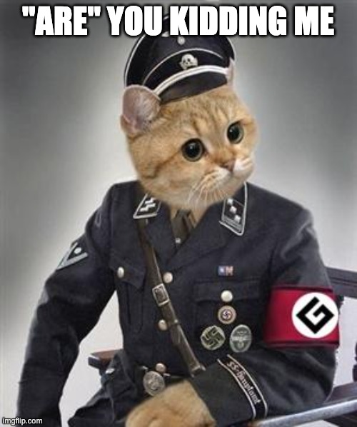 Grammar Nazi Cat | "ARE" YOU KIDDING ME | image tagged in grammar nazi cat | made w/ Imgflip meme maker