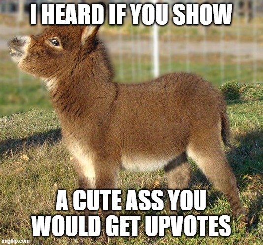 a cute ass | I HEARD IF YOU SHOW; A CUTE ASS YOU WOULD GET UPVOTES | image tagged in cute donkey | made w/ Imgflip meme maker