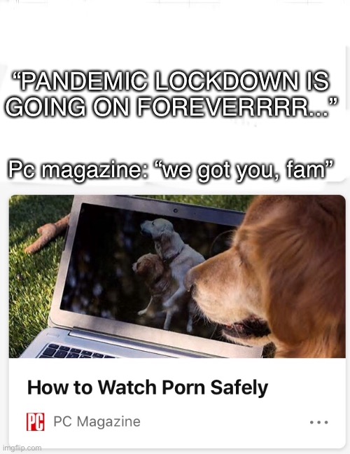 Thanks, doggo | “PANDEMIC LOCKDOWN IS
GOING ON FOREVERRRR...”; Pc magazine: “we got you, fam” | image tagged in memes,pornhub,porn,doggo,dogs,dog memes | made w/ Imgflip meme maker