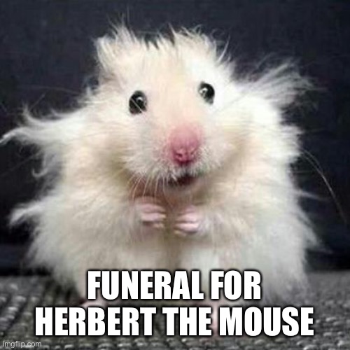 Herbert died for nothing! | FUNERAL FOR HERBERT THE MOUSE | image tagged in stressed mouse | made w/ Imgflip meme maker