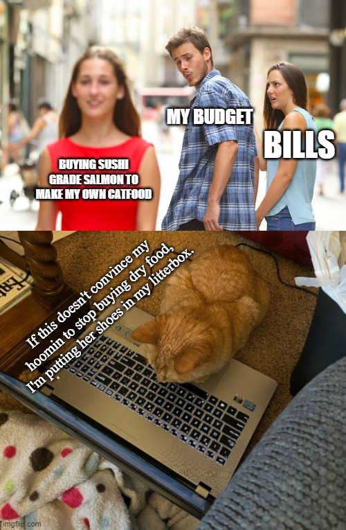 When You Forget To Sign Out Of imgflip | MY BUDGET; BILLS; BUYING SUSHI GRADE SALMON TO MAKE MY OWN CATFOOD; If this doesn't convince my hoomin to stop buying dry food, I'm putting her shoes in my litterbox. | image tagged in memes,distracted boyfriend,cats,blackmail | made w/ Imgflip meme maker