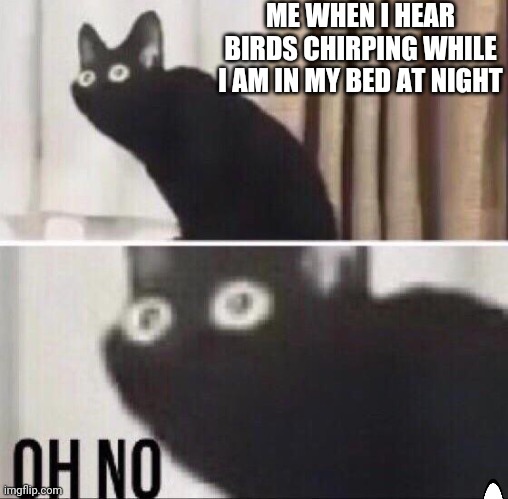 I stade up all night on accident | ME WHEN I HEAR BIRDS CHIRPING WHILE I AM IN MY BED AT NIGHT | image tagged in oh no cat | made w/ Imgflip meme maker