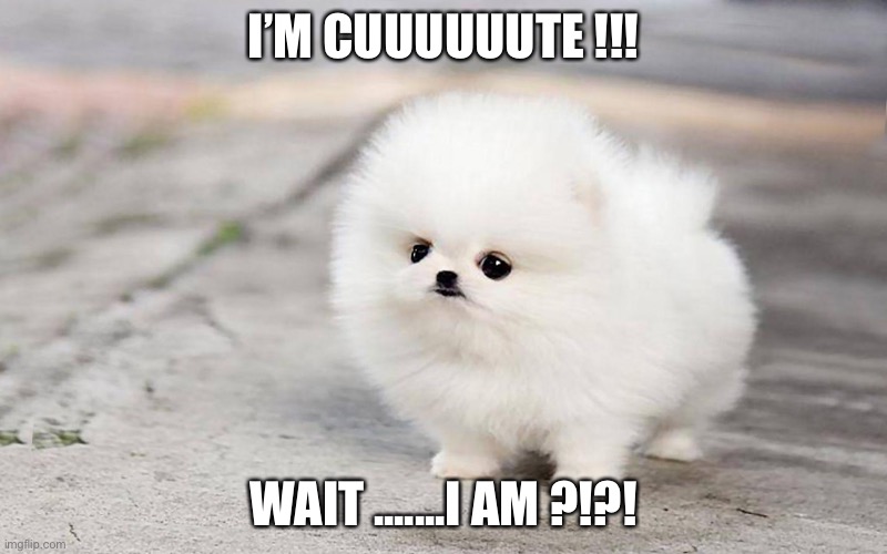 Dog | I’M CUUUUUUTE !!! WAIT .......I AM ?!?! | image tagged in dog | made w/ Imgflip meme maker