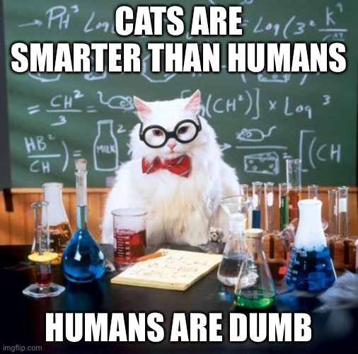 Cat | CATS ARE SMARTER THAN HUMANS; HUMANS ARE DUMB | image tagged in memes,chemistry cat | made w/ Imgflip meme maker