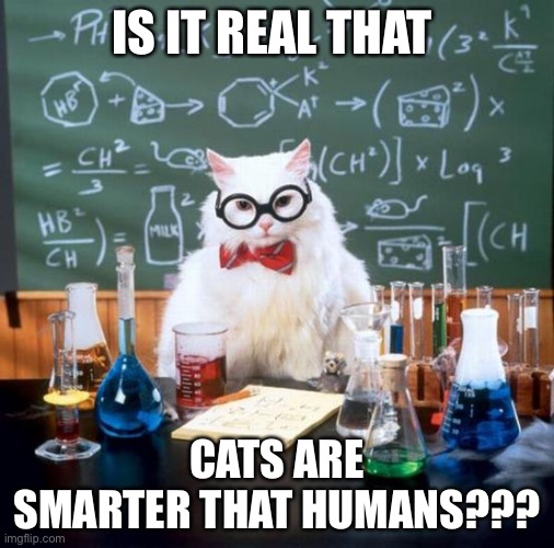 Catty | IS IT REAL THAT; CATS ARE SMARTER THAT HUMANS??? | image tagged in memes,chemistry cat | made w/ Imgflip meme maker