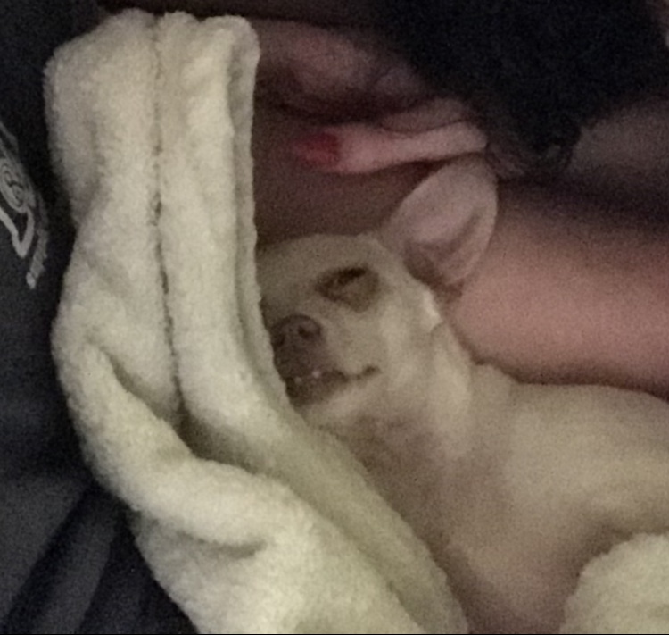 Tired Chihuahua Blank Meme Template