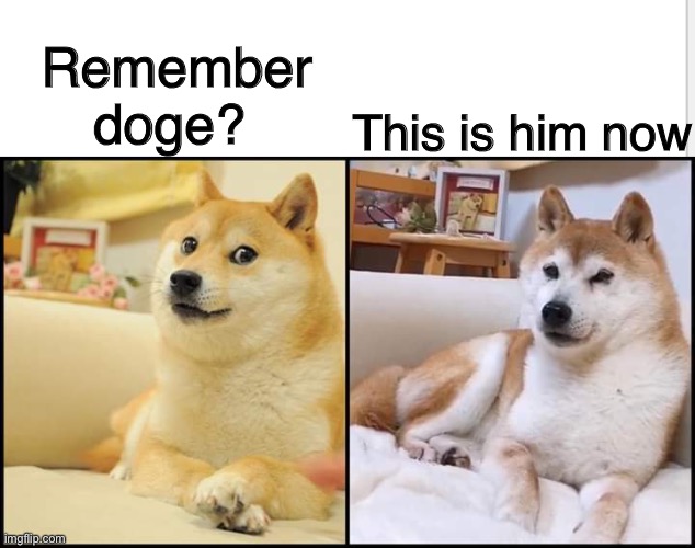 Him now | Remember doge? This is him now | image tagged in doge,him now | made w/ Imgflip meme maker