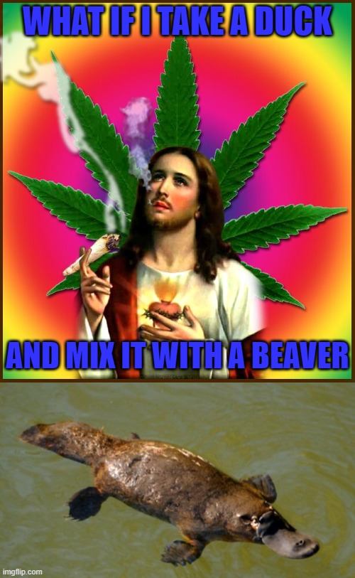 And now you know how the Duck Billed Platypus came into existence!!! | WHAT IF I TAKE A DUCK; AND MIX IT WITH A BEAVER | image tagged in jesus stoned,memes,marijuana,funny,duck billed platypus,animals | made w/ Imgflip meme maker