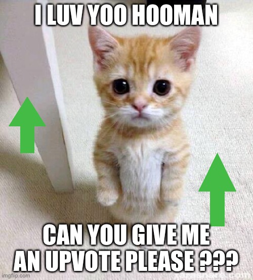 Cute Cat Meme | I LUV YOO HOOMAN; CAN YOU GIVE ME AN UPVOTE PLEASE ??? | image tagged in memes,cute cat | made w/ Imgflip meme maker