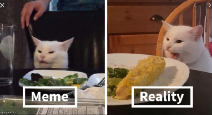 meme: vs reallife: | image tagged in funny cats,real life,vs,funny meme | made w/ Imgflip meme maker