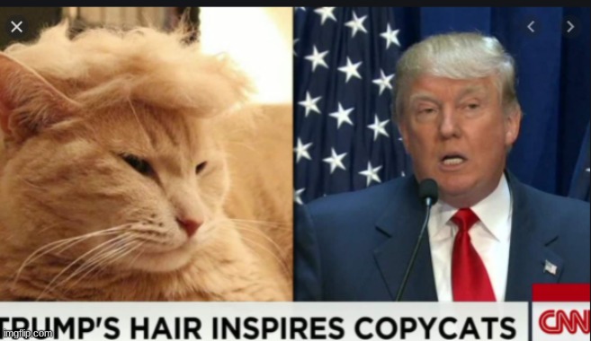 copy cats in the house | image tagged in donald trump,cats | made w/ Imgflip meme maker