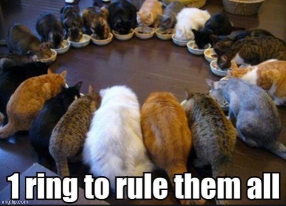 1 ring to rule them all. | image tagged in cats,funny memes,lol so funny,lolcats | made w/ Imgflip meme maker