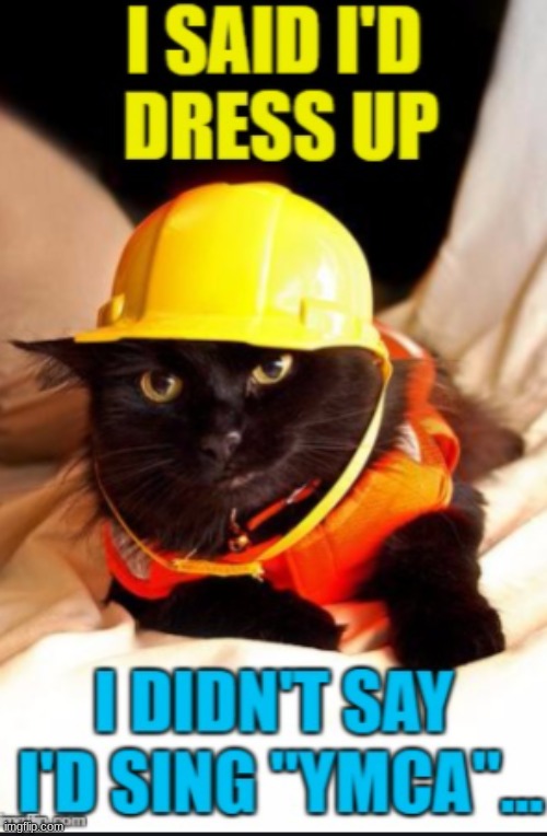YMCA | image tagged in cat,ymca | made w/ Imgflip meme maker