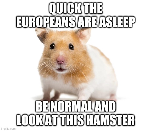 : ) |  QUICK THE EUROPEANS ARE ASLEEP; BE NORMAL AND LOOK AT THIS HAMSTER | image tagged in europe,yay | made w/ Imgflip meme maker