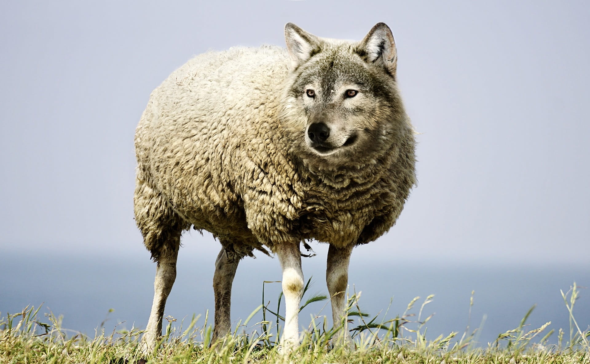 wolf in sheep's clothing Blank Meme Template