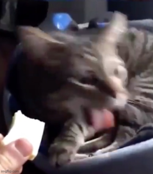 image tagged in gag cat | made w/ Imgflip meme maker