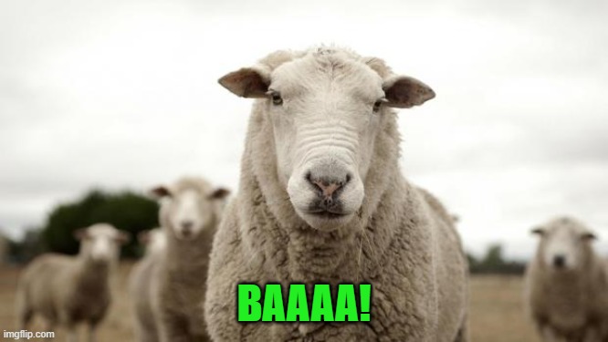 Sheep | BAAAA! | image tagged in sheep | made w/ Imgflip meme maker