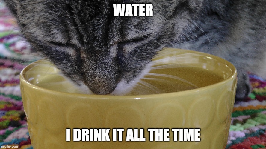 Water...I drink it all the time | WATER; I DRINK IT ALL THE TIME | image tagged in cats | made w/ Imgflip meme maker