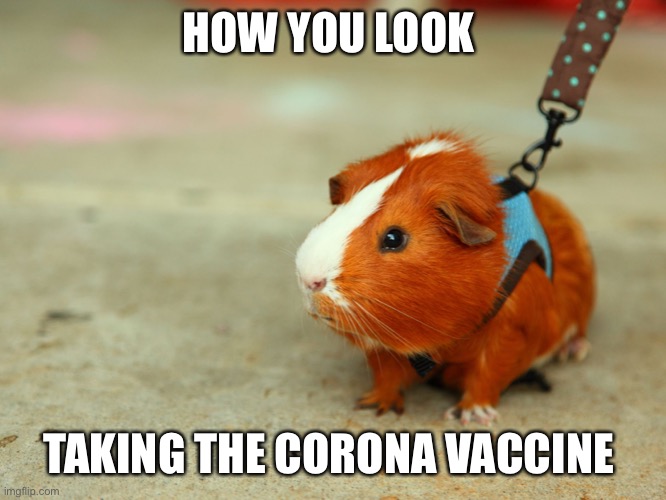Guinea pigs | HOW YOU LOOK; TAKING THE CORONA VACCINE | image tagged in guinea pig,carona,vaccine | made w/ Imgflip meme maker