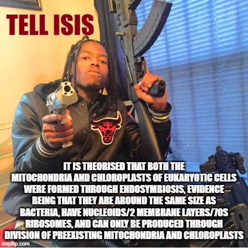 tell isis | IT IS THEORISED THAT BOTH THE MITOCHONDRIA AND CHLOROPLASTS OF EUKARYOTIC CELLS WERE FORMED THROUGH ENDOSYMBIOSIS, EVIDENCE BEING THAT THEY ARE AROUND THE SAME SIZE AS BACTERIA, HAVE NUCLEOIDS/2 MEMBRANE LAYERS/70S RIBOSOMES, AND CAN ONLY BE PRODUCED THROUGH DIVISION OF PREEXISTING MITOCHONDRIA AND CHLOROPLASTS | image tagged in tell isis | made w/ Imgflip meme maker