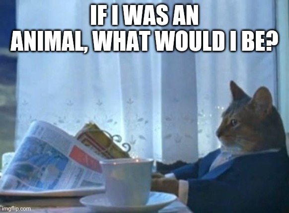 I Should Buy A Boat Cat | IF I WAS AN ANIMAL, WHAT WOULD I BE? | image tagged in memes,i should buy a boat cat | made w/ Imgflip meme maker