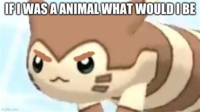 angry furret | IF I WAS A ANIMAL WHAT WOULD I BE | image tagged in angry furret | made w/ Imgflip meme maker