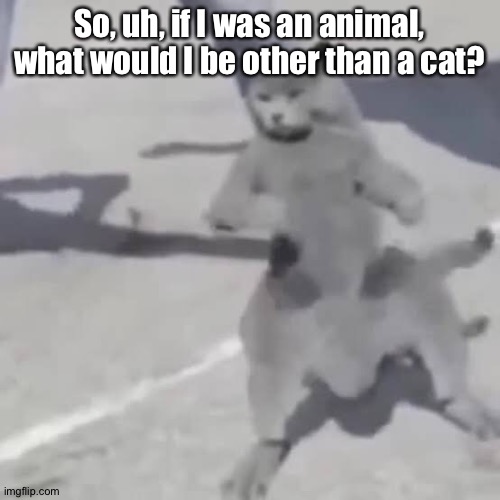 . | So, uh, if I was an animal, what would I be other than a cat? | image tagged in cat nae nae | made w/ Imgflip meme maker