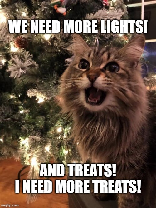 angry kitty | WE NEED MORE LIGHTS! AND TREATS! I NEED MORE TREATS! | image tagged in memes | made w/ Imgflip meme maker