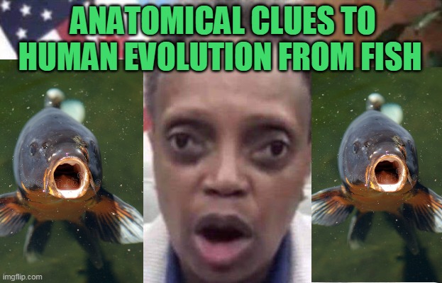 ANATOMICAL CLUES TO HUMAN EVOLUTION FROM FISH | made w/ Imgflip meme maker