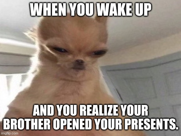 MMMM | WHEN YOU WAKE UP; AND YOU REALIZE YOUR BROTHER OPENED YOUR PRESENTS. | image tagged in doggo | made w/ Imgflip meme maker