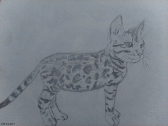 I drew a Bengal cat!!! | image tagged in drawings,cat | made w/ Imgflip meme maker