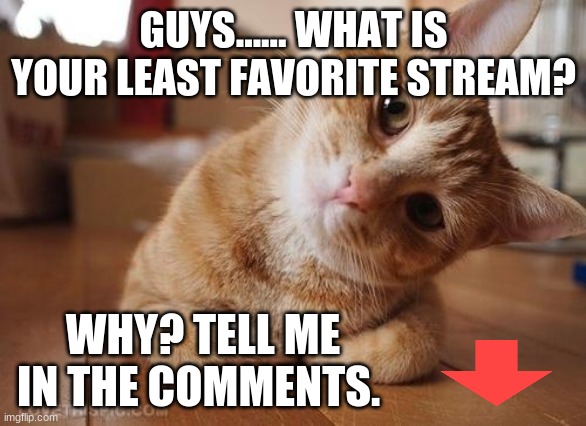 I'll tell you mine! | GUYS...... WHAT IS YOUR LEAST FAVORITE STREAM? WHY? TELL ME IN THE COMMENTS. | image tagged in curious question cat | made w/ Imgflip meme maker