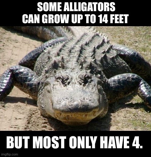 Feet | SOME ALLIGATORS CAN GROW UP TO 14 FEET; BUT MOST ONLY HAVE 4. | image tagged in alligators r funny | made w/ Imgflip meme maker