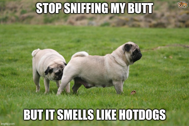 Pug Sniffing Pug's Butt | STOP SNIFFING MY BUTT; BUT IT SMELLS LIKE HOTDOGS | image tagged in pug sniffing pug's butt | made w/ Imgflip meme maker