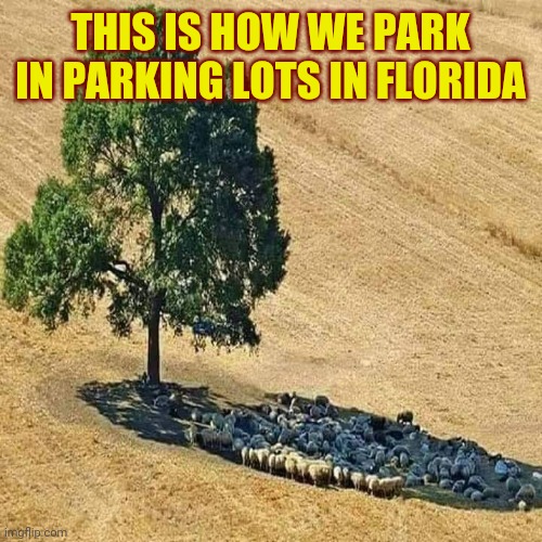 Made in the shade | THIS IS HOW WE PARK IN PARKING LOTS IN FLORIDA | image tagged in shade,tree,parking,florida,memes | made w/ Imgflip meme maker