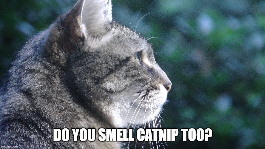 "Do you smell catnip too?" | DO YOU SMELL CATNIP TOO? | image tagged in cats,old cats,tabby cats,catnip | made w/ Imgflip meme maker