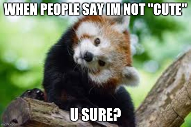 Red panda.....speechless | WHEN PEOPLE SAY IM NOT "CUTE"; U SURE? | image tagged in red panda,are you sure | made w/ Imgflip meme maker