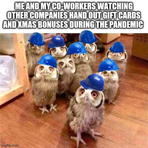 Owls | image tagged in excited owls | made w/ Imgflip meme maker