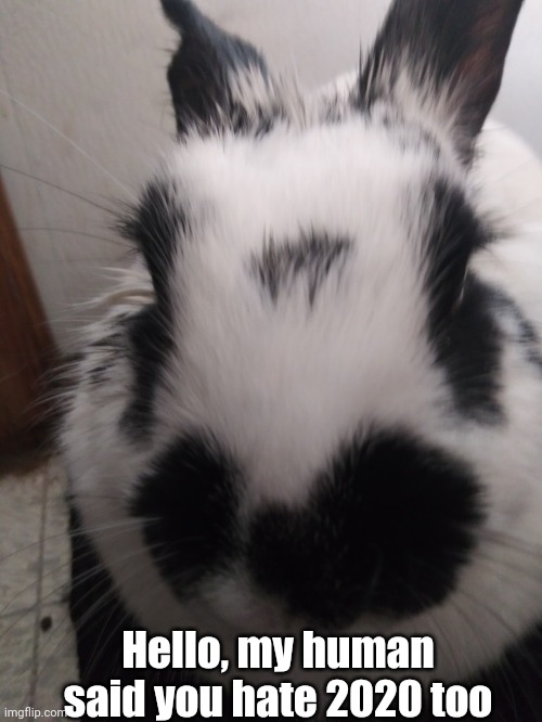 What? Rabbits can hate 2020 too lol | Hello, my human said you hate 2020 too | image tagged in rabbit,cute,cute animals,hello,2020 sucks | made w/ Imgflip meme maker