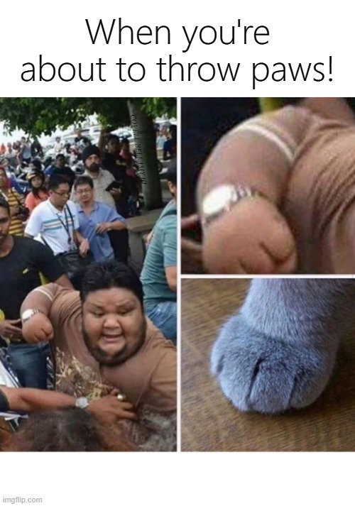 When you're about to throw paws! COVELL BELLAMY III | image tagged in throwing paws | made w/ Imgflip meme maker