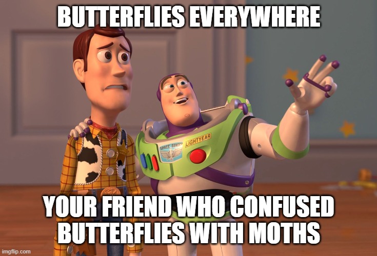 Moths are... not butterflies.... | BUTTERFLIES EVERYWHERE; YOUR FRIEND WHO CONFUSED BUTTERFLIES WITH MOTHS | image tagged in memes,x x everywhere | made w/ Imgflip meme maker