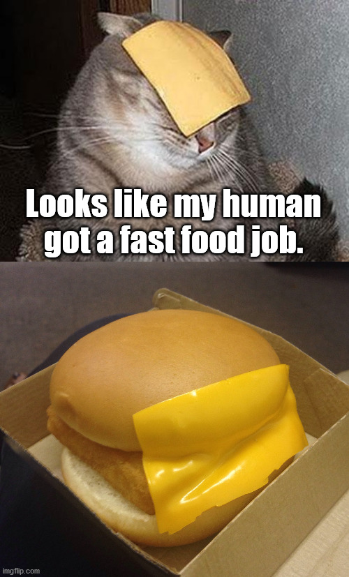 Cheesy meme | Looks like my human got a fast food job. | image tagged in cats with cheese,you had one job,cheesy | made w/ Imgflip meme maker
