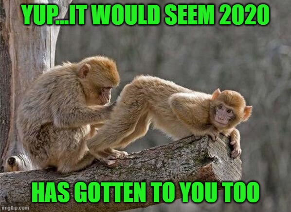 It sure does feel that way this year doesn't it? | YUP...IT WOULD SEEM 2020; HAS GOTTEN TO YOU TOO | image tagged in monkeys,memes,2020,funny,animals,getting reemed | made w/ Imgflip meme maker