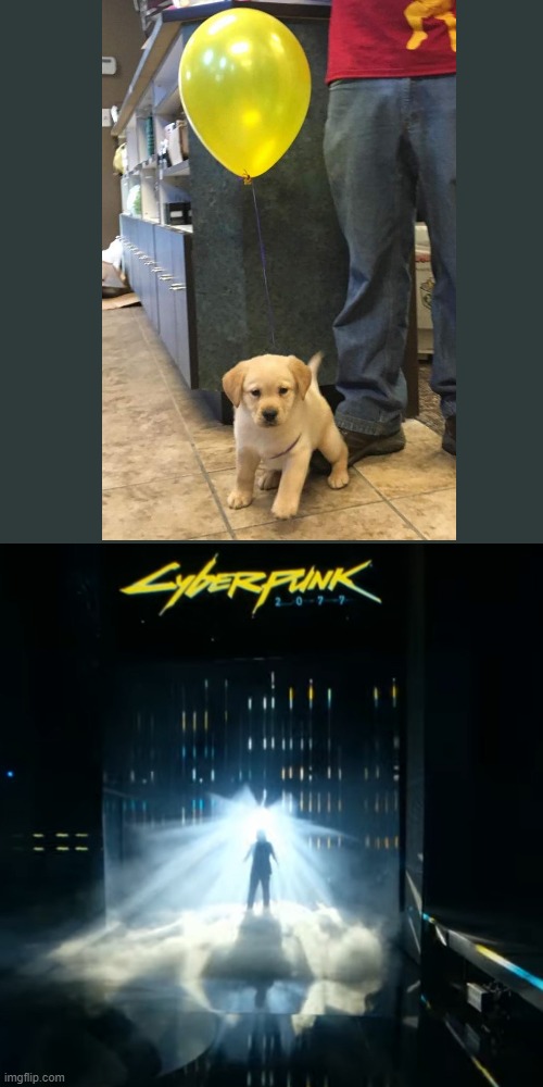 this dog is cyborg from cyberpunk 2077!!! | image tagged in dog memes,balloons | made w/ Imgflip meme maker