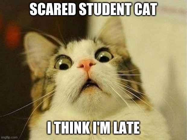 Scared Cat | SCARED STUDENT CAT; I THINK I'M LATE | image tagged in memes,scared cat | made w/ Imgflip meme maker